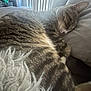 cat, tabby_cat, sleeping, cozy, indoor, pillow, soft, fur, striped, resting, closeup, pet, animal, relaxation, home, window, curtains, quiet, comfort, nap