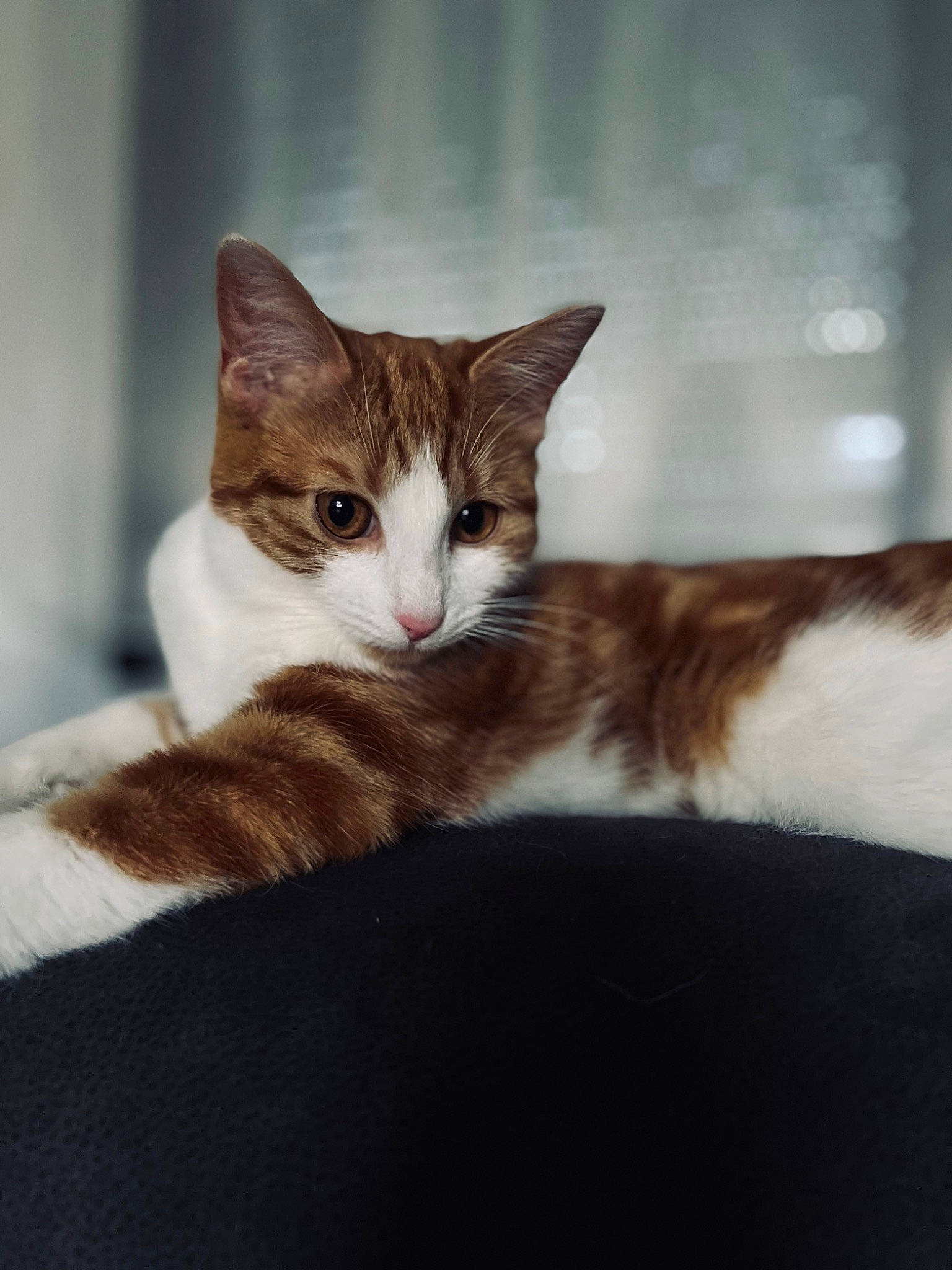 Sanka a rejoint le concours — aidez-le/la à gagner de superbes lots ! carnivore, cat, comfort, domestic_short_haired_cat, eye, fawn, felidae, fur, hardwood, paw, small_to_medium_sized_cats, snout, tail, tree, whiskers, wildlife, window, wood