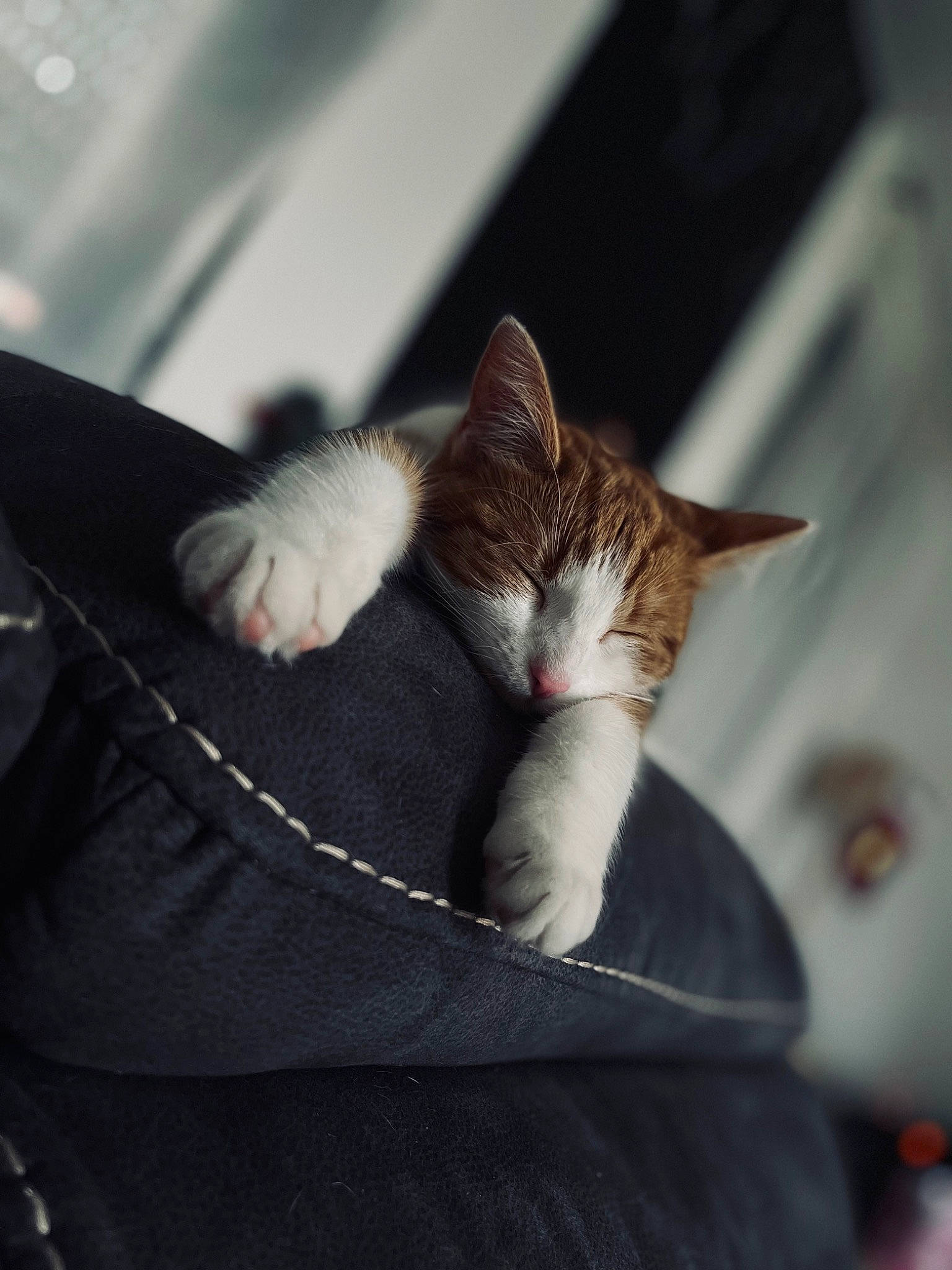 Sanka a rejoint le concours — aidez-le/la à gagner de superbes lots ! carnivore, cat, claw, comfort, domestic_short_haired_cat, fawn, felidae, fur, grey, human_leg, paw, plant, sitting, small_to_medium_sized_cats, snout, tail, tree, whiskers, wood