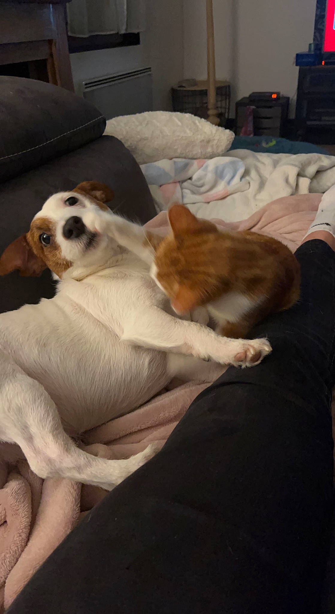 Sanka a rejoint le concours — aidez-le/la à gagner de superbes lots ! bedding, carnivore, cat, comfort, companion_dog, dog, dog_breed, dog_supply, fawn, felidae, flooring, linens, room, small_to_medium_sized_cats, snout, sporting_group, tail, whiskers, wood, working_animal