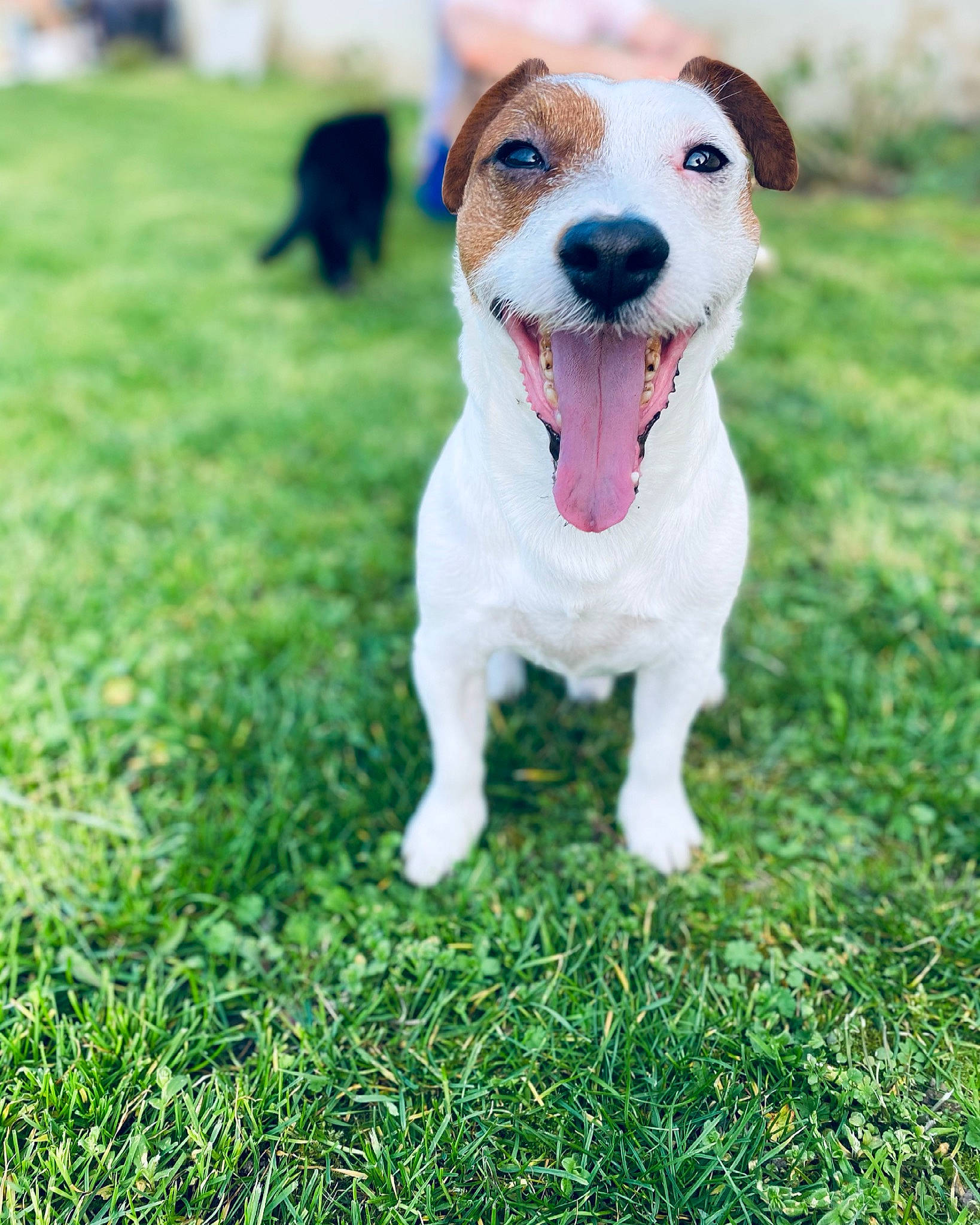 Jacks participe au concours pour gagner de l'argent avec cette photo : carnivore, collar, companion_dog, dog, dog_breed, fawn, grass, grassland, green, happy, lawn, paw, people_in_nature, plant, retriever, smile, street_dog, tail, terrier, whiskers
