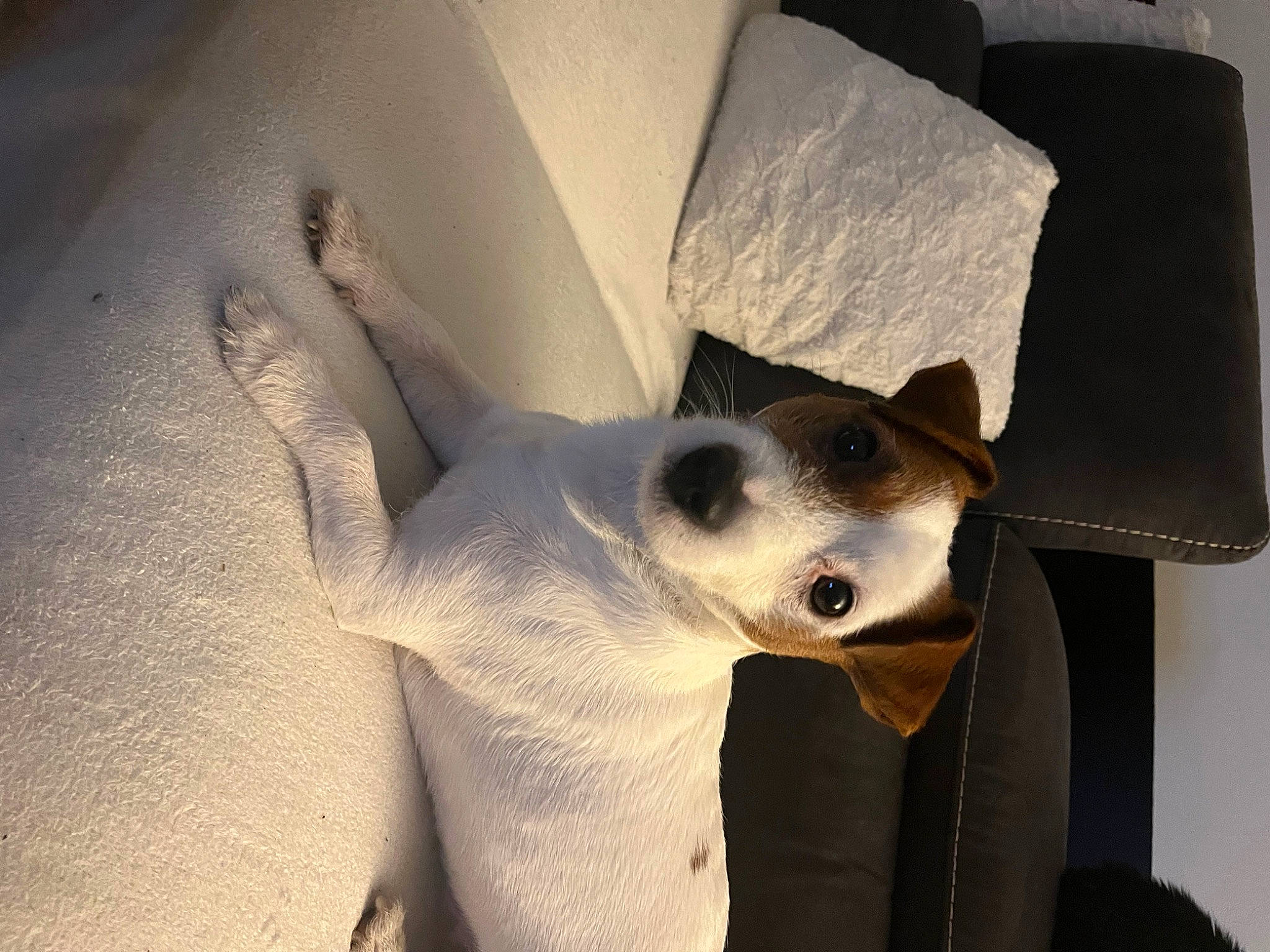 Jacks a rejoint le concours — aidez-le/la à gagner de superbes lots ! canidae, carnivore, comfort, dog_breed, ear, elbow, fawn, fur, grey, jaw, monochrome_photography, non_sporting_group, shadow, snout, tail, terrestrial_animal, whiskers