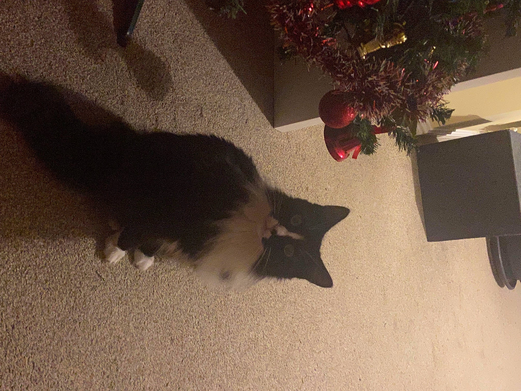 Orla joined the competition — help win amazing prizes! canidae, carmine, carnivore, cat, christmas_tree, dog_breed, event, felidae, floor, flooring, fur, hardwood, plant, small_to_medium_sized_cats, sporting_group, tail, tints_and_shades, tree, whiskers, wood