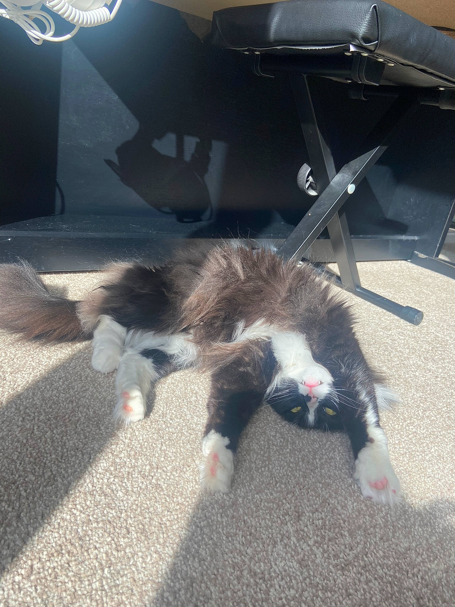 Orla joined the competition — help win amazing prizes! asphalt, auto_part, automotive_exterior, automotive_tire, bumper, canidae, carnivore, cat, dog_breed, domestic_short_haired_cat, felidae, fur, hood, mammal, road_surface, small_to_medium_sized_cats, sporting_group, tail, whiskers, windshield