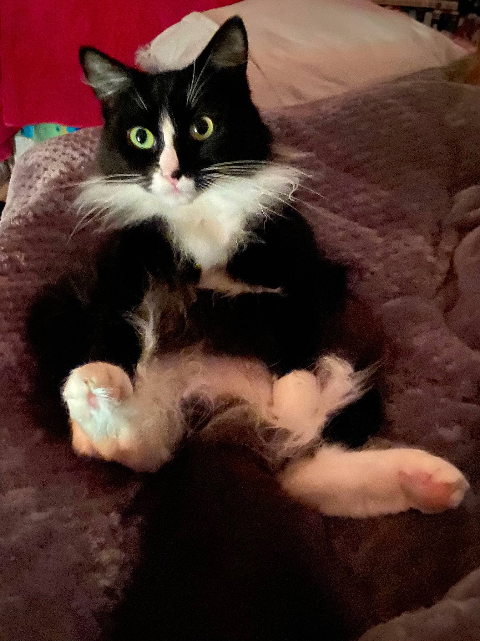 Orla is registered to the contest to win money with this photo: art, british_longhair, carnivore, cat, claw, comfort, domestic_short_haired_cat, felidae, flooring, foot, formal_wear, fur, lap, paw, sitting, small_to_medium_sized_cats, snout, tail, whiskers, wood