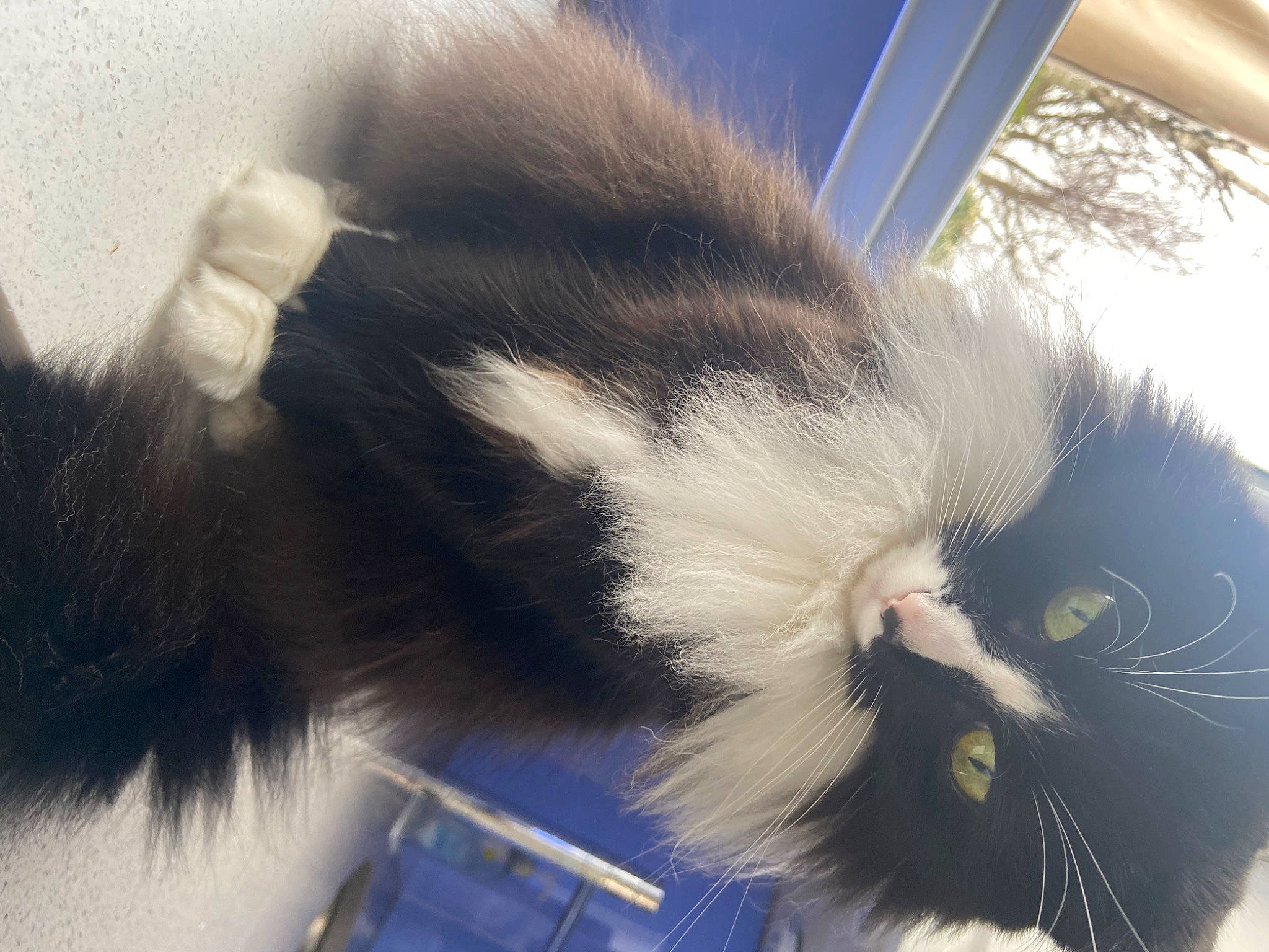 Orla is registered to the contest to win money with this photo: beard, carnivore, cat, claw, comfort, domestic_short_haired_cat, ear, electric_blue, eye, felidae, fur, hair, nose, paw, plant, small_to_medium_sized_cats, snout, street_light, tail, whiskers