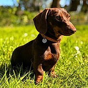 Gaston a rejoint le concours — aidez-le/la à gagner de superbes lots ! dog, dachshund, grass, outdoor, pet, sunlight, collar, brown, animal, nature, canine, portrait, summer, field, domestic_animal, mammal, greenery, cute, side_view, calm