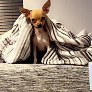 Daisy joined the competition — help win amazing prizes! chihuahua, dog, pet, blanket, striped_blanket, couch, furniture, indoor, small_dog, alert, cute, cozy, home, animal, ears, sitting, looking, brown_dog, comfort, relaxed
