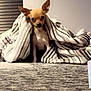 chihuahua, dog, pet, blanket, striped_blanket, couch, furniture, indoor, small_dog, alert, cute, cozy, home, animal, ears, sitting, looking, brown_dog, comfort, relaxed