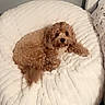 Rusty is registered to the contest to win money with this photo: dog, curly_fur, white_cushion, indoor, pet, relaxed, cozy, brown_dog, plush, bedroom, carpet, furniture, cute, animal, resting, small_dog, home, comfort, fluffy, lying_down