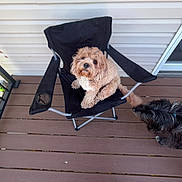 Rusty joined the competition — help win amazing prizes! dog, chair, deck, wooden_floor, outdoor, pet, brown_dog, black_dog, folding_chair, socks, pants, curious, relaxed, home, porch, light_brown, black_fur, side_view, looking_up, companion
