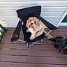 dog, chair, deck, wooden_floor, outdoor, pet, brown_dog, black_dog, folding_chair, socks, pants, curious, relaxed, home, porch, light_brown, black_fur, side_view, looking_up, companion