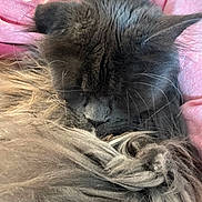 Luna joined the competition — help win amazing prizes! animal, cat, closeup, cozy, cute, fabric, feline, fluffy, fur, gray, indoor, pet, pink, portrait, relaxed, resting, sleeping, snuggle, soft, whiskers