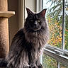 Luna is registered to the contest to win money with this photo: animal, autumn, blurred_background, cat, cozy, domestic, feline, fluffy, gray, home, indoor, leaves, long_hair, natural_light, perch, pet, quiet, sitting, window, yellow_eyes