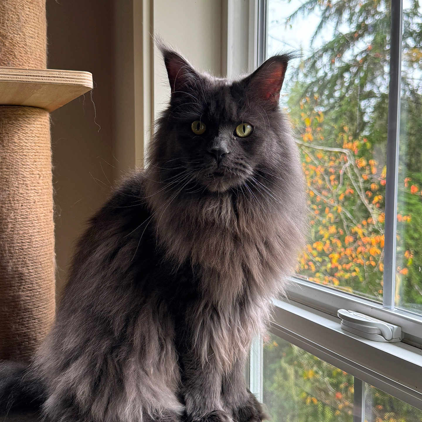 Luna