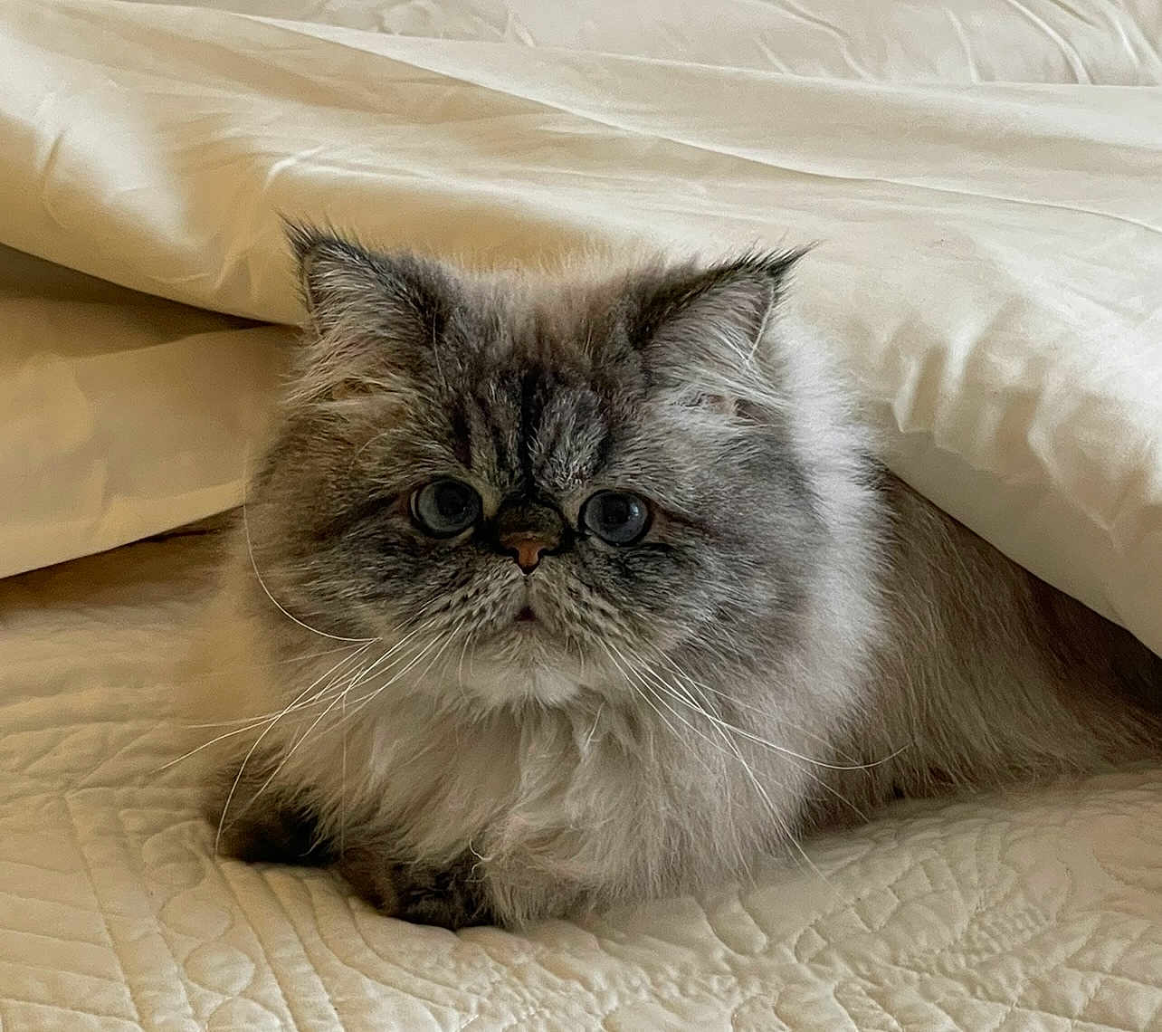 Yeti joined the competition — help win amazing prizes! cat, fluffy, pet, indoor, bed, blanket, feline, cute, animal, whiskers, face, fur, cozy, resting, cute_pet, tabby, domestic_cat, lying_down, eyes, ears