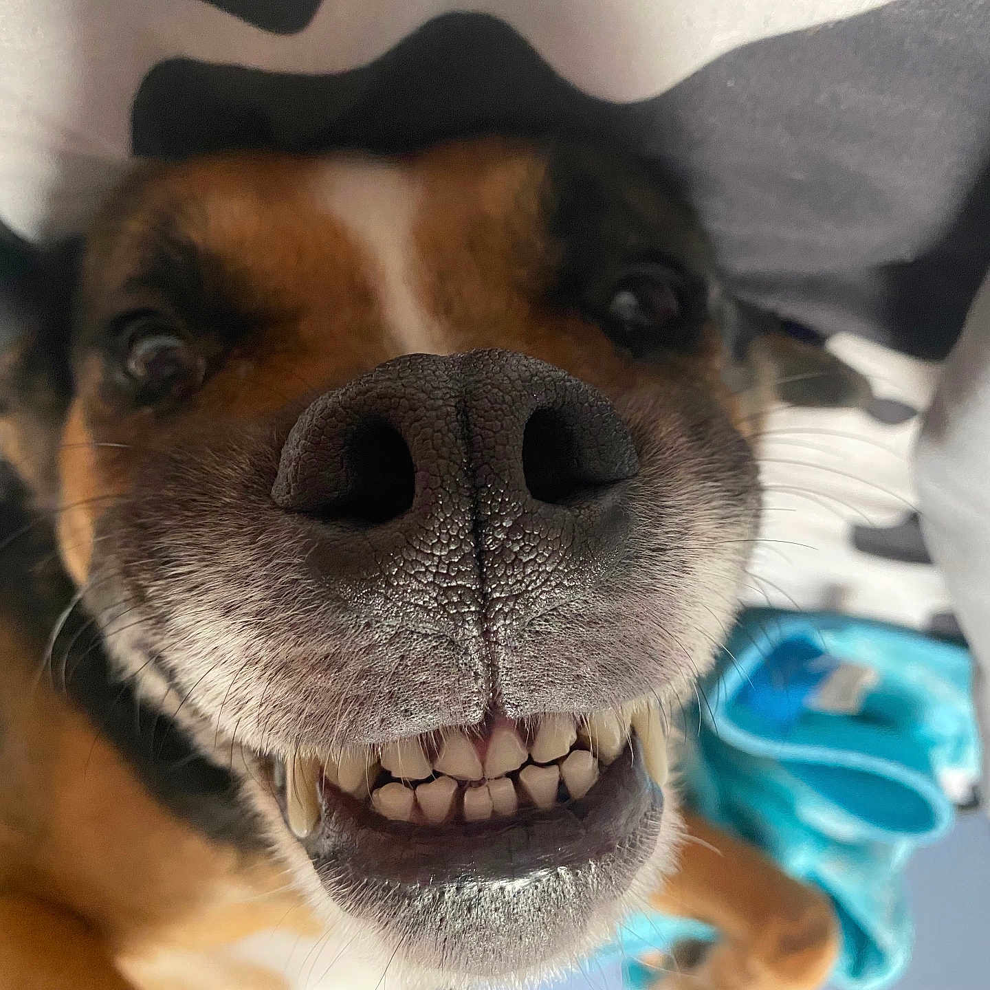 Chunky is registered to the contest to win money with this photo: adult, animal, beagle, blanket, bodypart, canine, dog, face, head, helmet, hound, male, man, mouth, person, pet, puppy, sleeping, snout, teeth