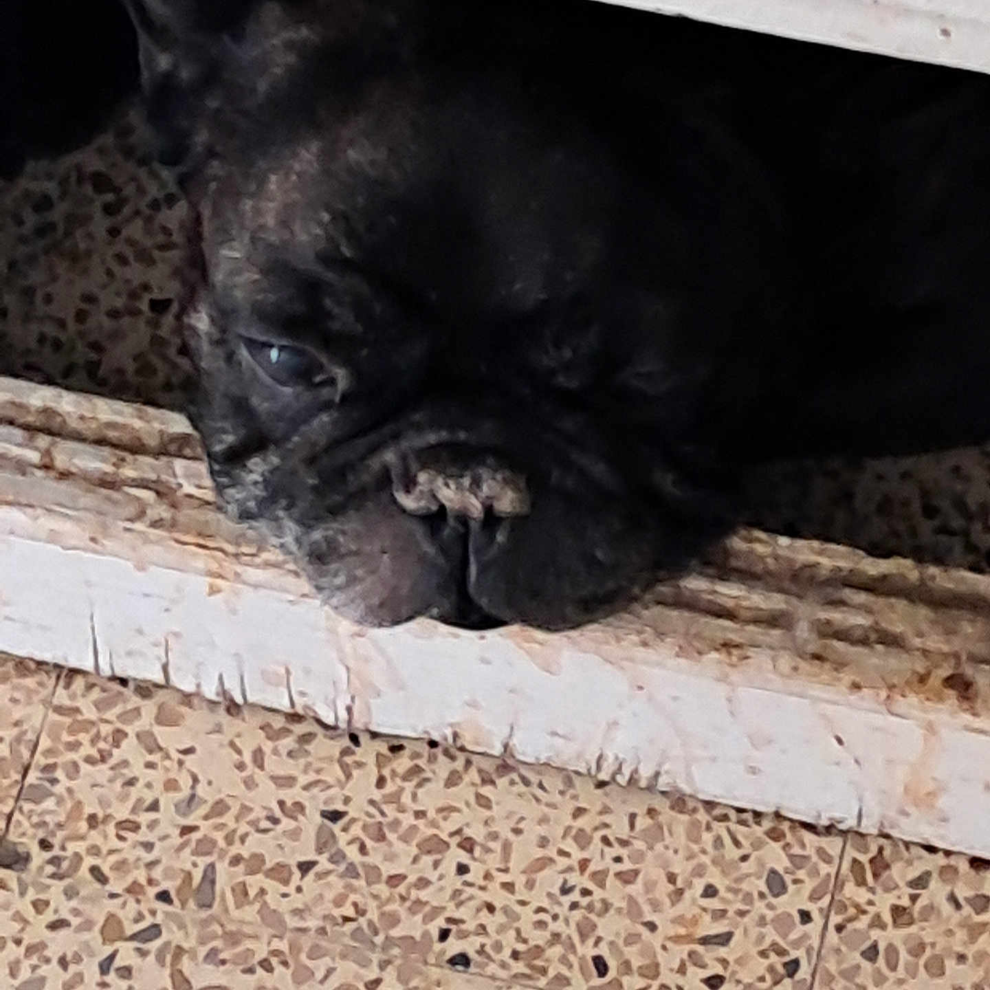 Happy a rejoint le concours — aidez-le/la à gagner de superbes lots ! animal, boxer, bulldog, canine, dog, frenchbulldog, pet, pitbull, pug, puppy, snout