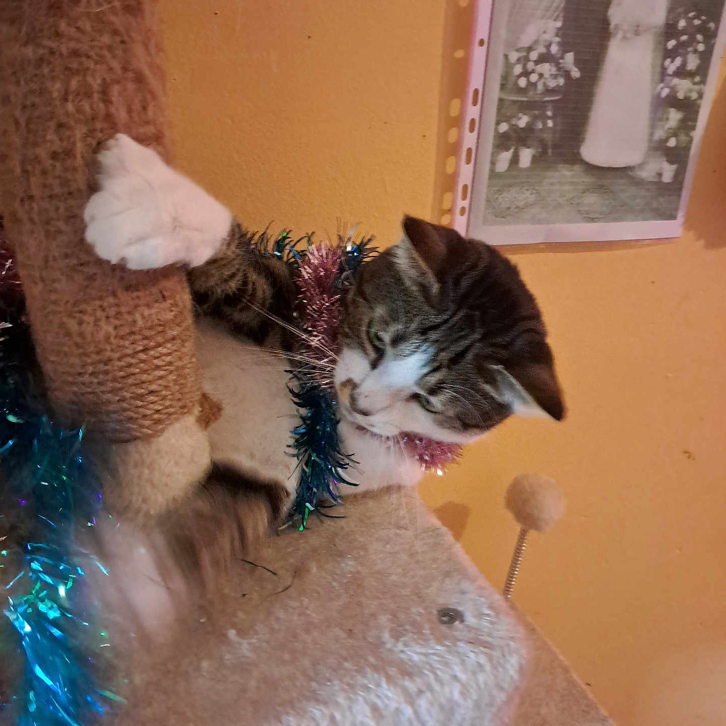 Son participe au concours pour gagner de l'argent avec cette photo : accessories, adult, animal, bride, cat, chair, clothing, couch, face, featherboa, female, furniture, hat, head, kitten, manx, person, pet, wedding, woman