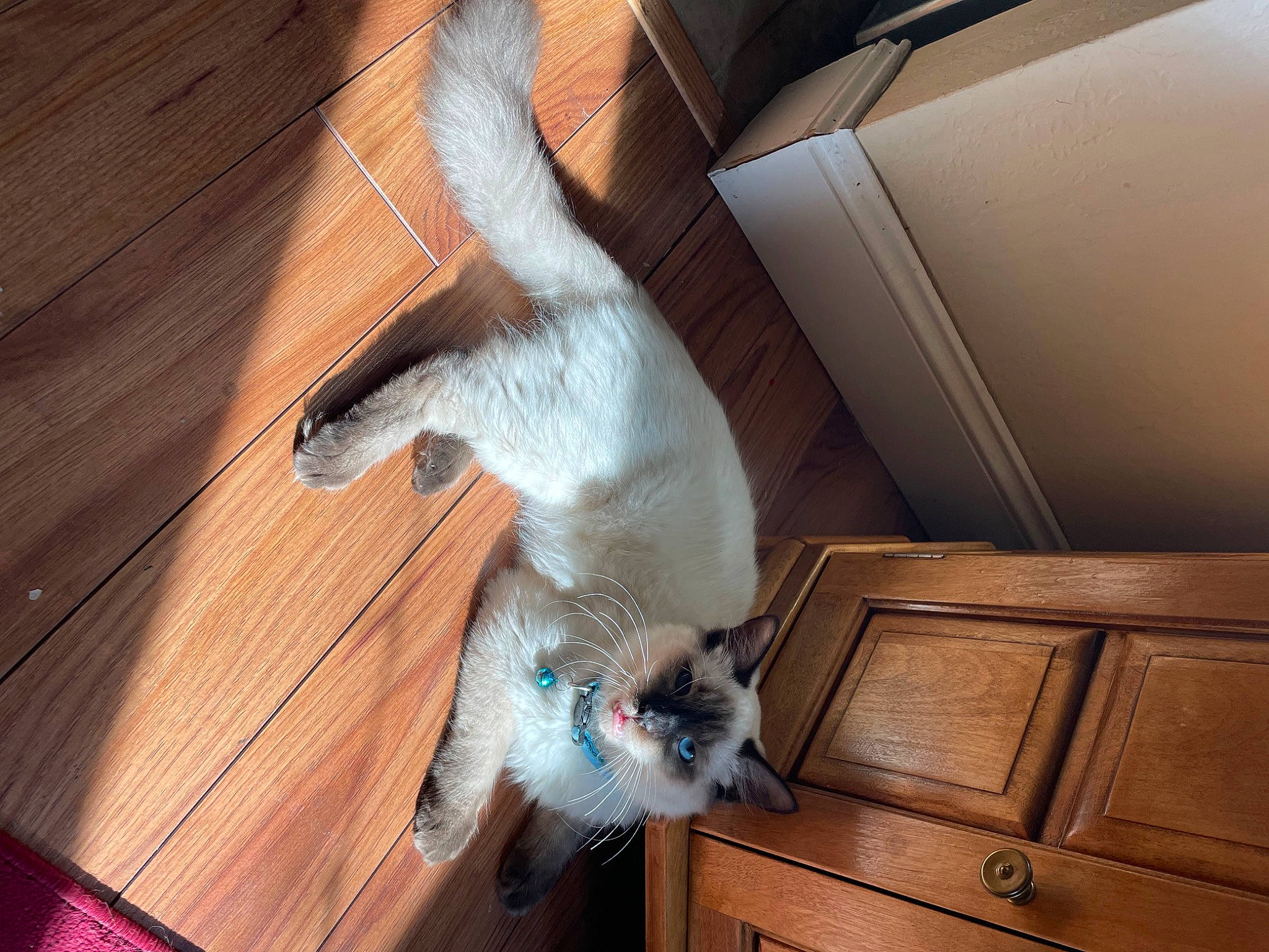 Haru joined the competition — help win amazing prizes! canidae, carnivore, cat, comfort, companion_dog, dog_breed, domestic_short_haired_cat, felidae, flooring, fur, hardwood, paw, small_to_medium_sized_cats, tail, varnish, vertebrate, whiskers, wood, wood_flooring, wood_stain