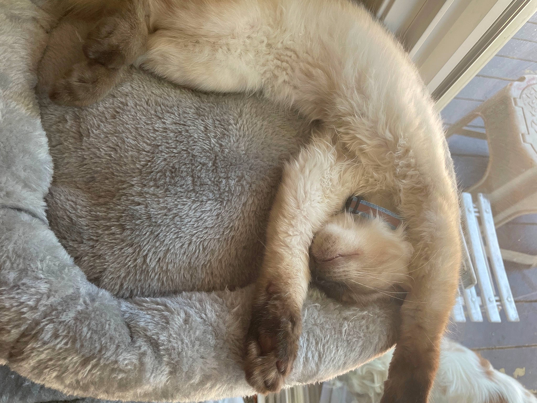 Haru joined the competition — help win amazing prizes! carnivore, cat, claw, comfort, fawn, fur, natural_material, primate, snout, tail, terrestrial_animal