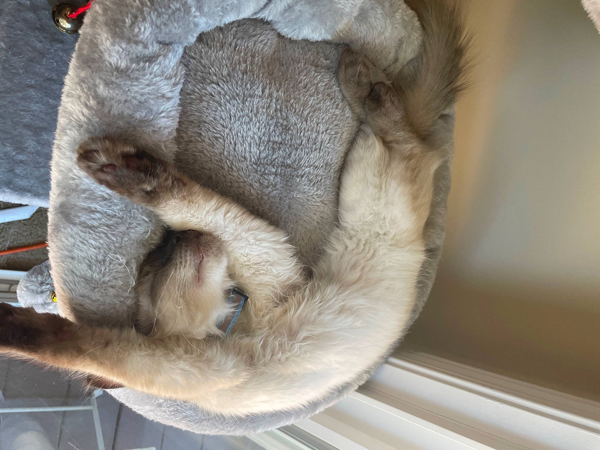 Haru is registered to the contest to win money with this photo: carnivore, claw, comfort, eye, fawn, felidae, foot, fur, gunny_sack, mammal, paw, small_to_medium_sized_cats, snout, terrestrial_animal, vertebrate, whiskers, window, wood, working_animal, wrinkle