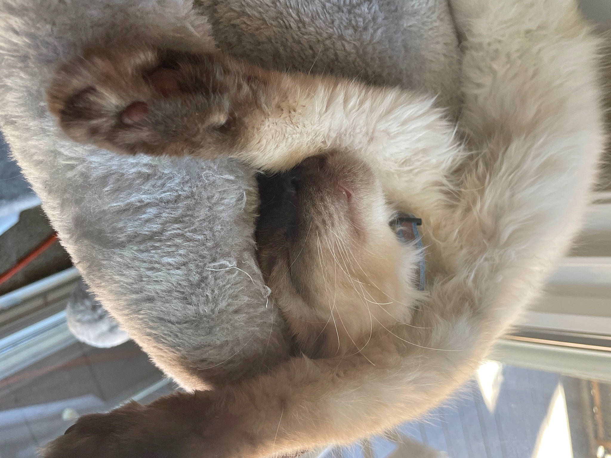 Haru is registered to the contest to win money with this photo: carnivore, claw, close_up, fawn, felidae, fur, mammal, plant, primate, snout, tail, terrestrial_animal, vertebrate, whiskers, wildlife