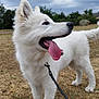 Chamallow a rejoint le concours — aidez-le/la à gagner de superbes lots ! dog, white_dog, canine, pet, animal, outdoor, grass, leash, tongue_out, happy, fluffy, nature, park, sky, cloudy, ears_up, side_view, playful, young_dog, walking