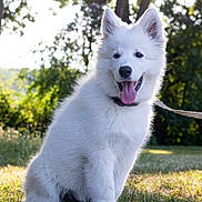 Chamallow a rejoint le concours — aidez-le/la à gagner de superbes lots ! dog, puppy, white_dog, sitting, grass, sunlight, trees, outdoor, nature, leash, happy, tongue_out, fluffy, pet, animal, canine, summer, daytime, park, cute