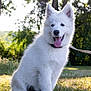 animal, canine, cute, daytime, dog, fluffy, grass, happy, leash, nature, outdoor, park, pet, puppy, sitting, summer, sunlight, tongue_out, trees, white_dog