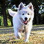 Chamallow a rejoint le concours — aidez-le/la à gagner de superbes lots ! dog, white_dog, running, outdoor, grass, park, sunlight, happy, tongue_out, ears_up, canine, nature, animal, playful, daytime, pets, mammal, fur, active, summer