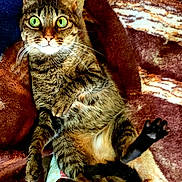 Tuna joined the competition — help win amazing prizes! cat, tabby, green_eyes, whiskers, paw, blanket, striped_fur, relaxed, indoor, pet, feline, cute, animal, cozy, resting, looking_at_camera, house_pet, fur, playful, claws