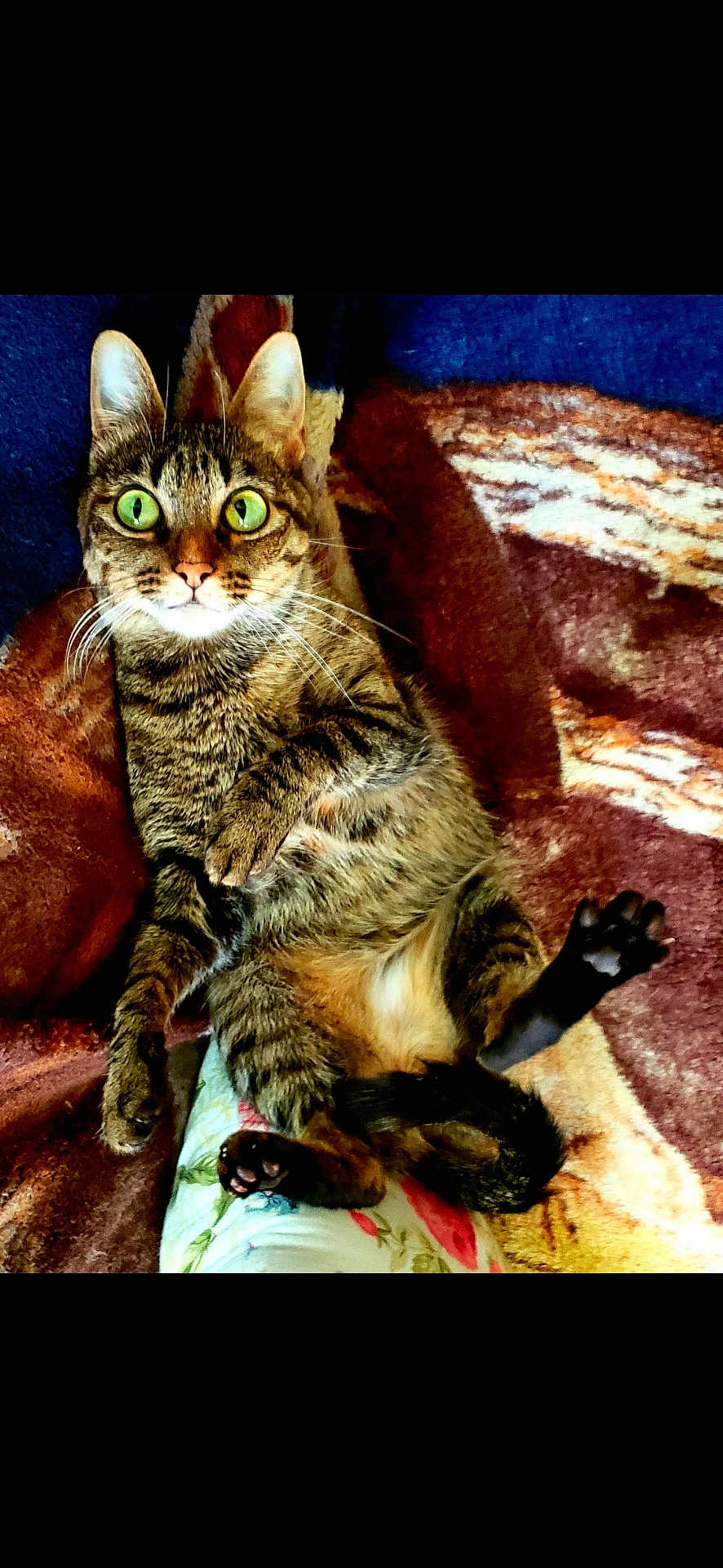 Tuna joined the competition — help win amazing prizes! cat, tabby, green_eyes, whiskers, paw, blanket, striped_fur, relaxed, indoor, pet, feline, cute, animal, cozy, resting, looking_at_camera, house_pet, fur, playful, claws