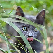 Tiki a rejoint le concours — aidez-le/la à gagner de superbes lots ! cat, gray_cat, animal, pet, tongue_out, greenery, grass, outdoor, nature, closeup, eyes, ears, wildlife, curious, camouflage, feline, muzzle, playful, blurred_background, stealth