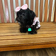 Taco Johnson is registered to the contest to win money with this photo: dog, small_dog, black_fur, pink_bow, bow, dress, wooden_bench, bench, pet_tag, collar, sitting, indoors, hardwood_floor, slatted_back, pet_accessory, cute, portrait, furry, whiskers, playful