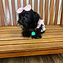 dog, small_dog, black_fur, pink_bow, bow, dress, wooden_bench, bench, pet_tag, collar, sitting, indoors, hardwood_floor, slatted_back, pet_accessory, cute, portrait, furry, whiskers, playful