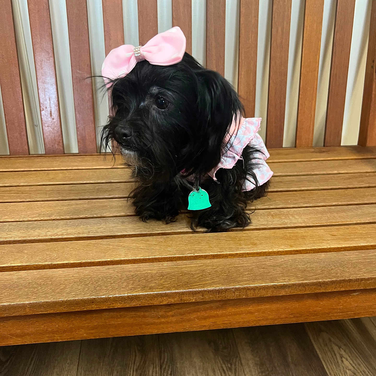 Taco Johnson is registered to the contest to win money with this photo: bench, black_fur, bow, collar, cute, dog, dress, furry, hardwood_floor, indoors, pet_accessory, pet_tag, pink_bow, playful, portrait, sitting, slatted_back, small_dog, whiskers, wooden_bench