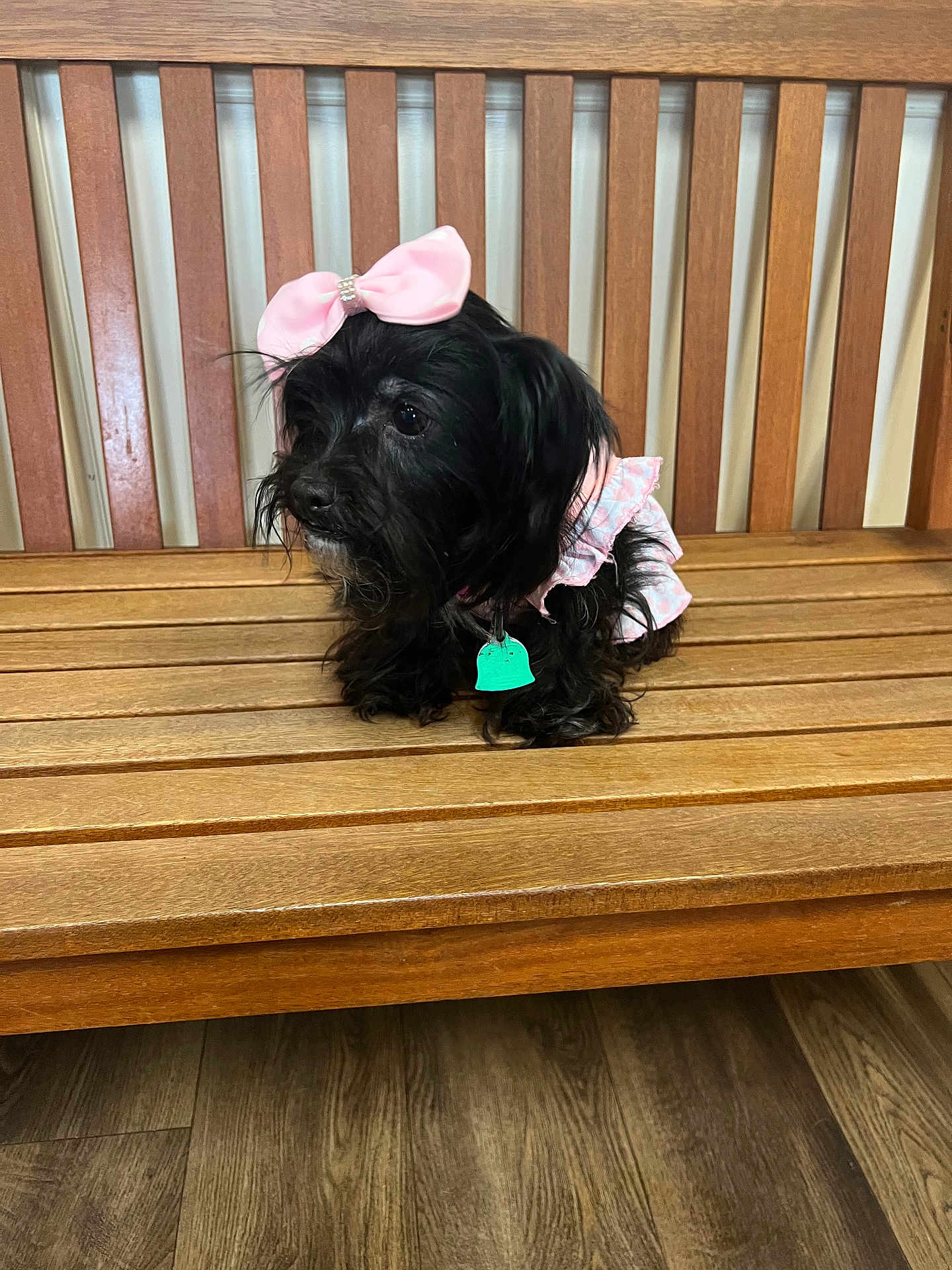 Taco Johnson is registered to the contest to win money with this photo: dog, small_dog, black_fur, pink_bow, bow, dress, wooden_bench, bench, pet_tag, collar, sitting, indoors, hardwood_floor, slatted_back, pet_accessory, cute, portrait, furry, whiskers, playful
