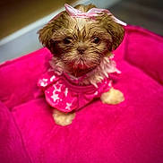 Sassy is registered to the contest to win money with this photo: puppy, dog, pink_bed, pink_outfit, bow, pet, cute, small_dog, fur, animal, indoor, close_up, adorable, pet_bed, sitting, looking_at_camera, young_dog, domestic_animal, fluffy, portrait