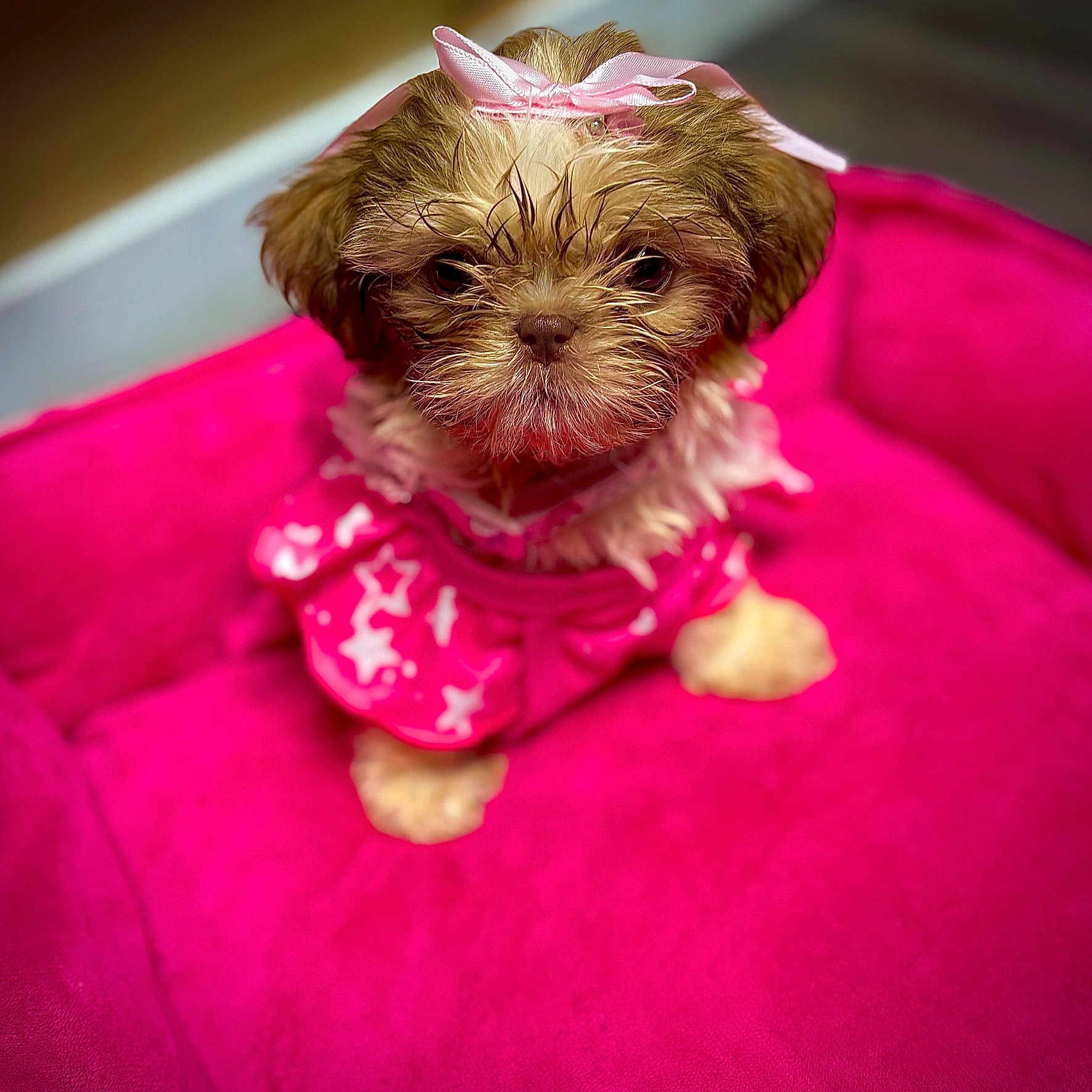 Sassy is registered to the contest to win money with this photo: puppy, dog, pink_bed, pink_outfit, bow, pet, cute, small_dog, fur, animal, indoor, close_up, adorable, pet_bed, sitting, looking_at_camera, young_dog, domestic_animal, fluffy, portrait