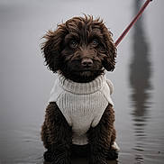 Cookie is registered to the contest to win money with this photo: animal, brown_fur, calm, close_up, curly_fur, cute, dog, leash, moody, outdoor, pet, portrait, puppy, reflection, sitting, soft_light, sweater, wet_sand, white_sweater, winter_clothing
