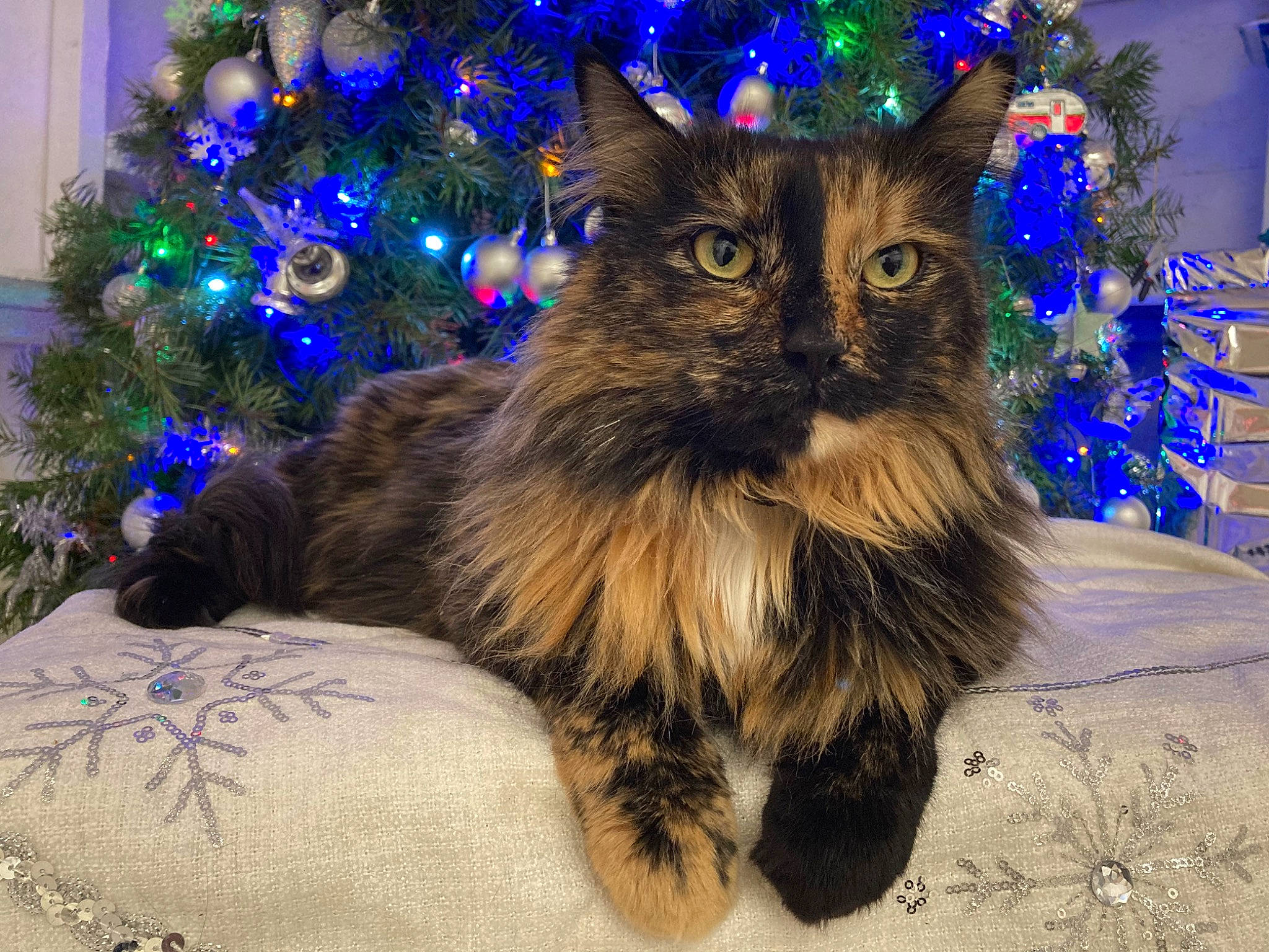 Leafpool joined the competition — help win amazing prizes! blue, carnivore, cat, christmas, christmas_decoration, christmas_ornament, christmas_tree, electric_blue, event, fawn, felidae, fur, holiday, iris, larch, plant, small_to_medium_sized_cats, snout, tail, whiskers