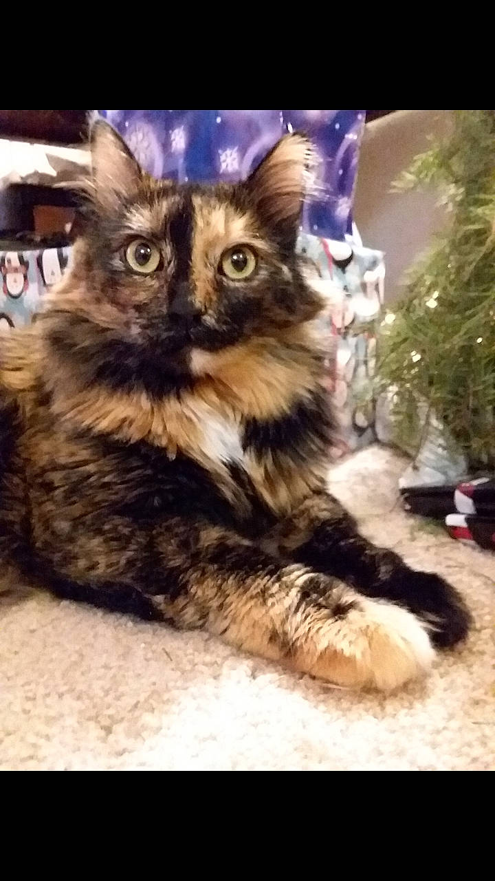 Leafpool is registered to the contest to win money with this photo: carnivore, cat, christmas_tree, claw, domestic_short_haired_cat, event, fawn, felidae, fur, paw, photo_caption, plant, small_to_medium_sized_cats, snout, square, tail, terrestrial_animal, tree, whiskers, wildlife