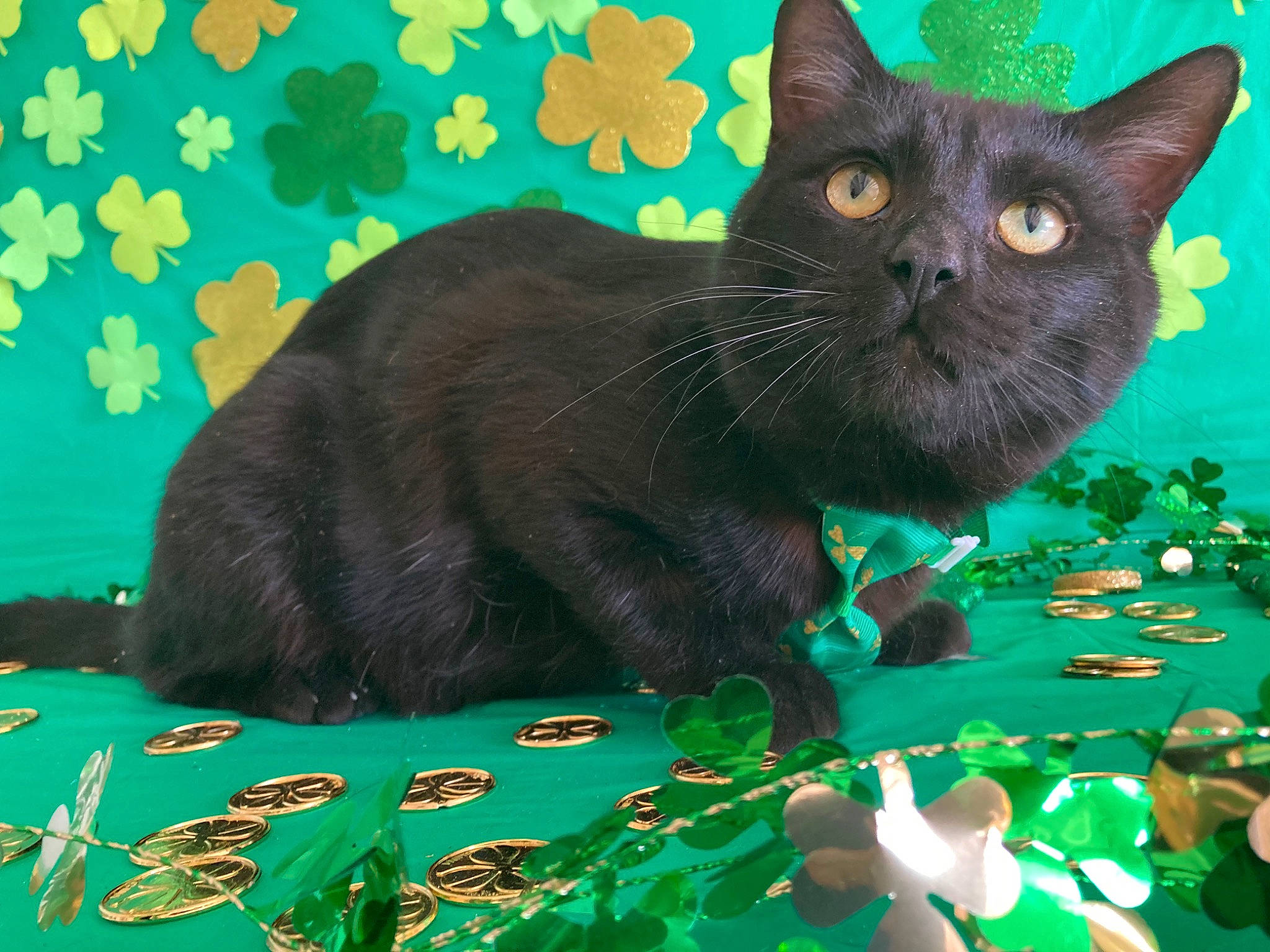 Nightcloud is registered to the contest to win money with this photo: adaptation, black_cat, bombay, carnivore, cat, domestic_short_haired_cat, felidae, grass, green, groundcover, leaf, nature, organism, plant, puzzle, small_to_medium_sized_cats, snout, tail, terrestrial_plant, whiskers