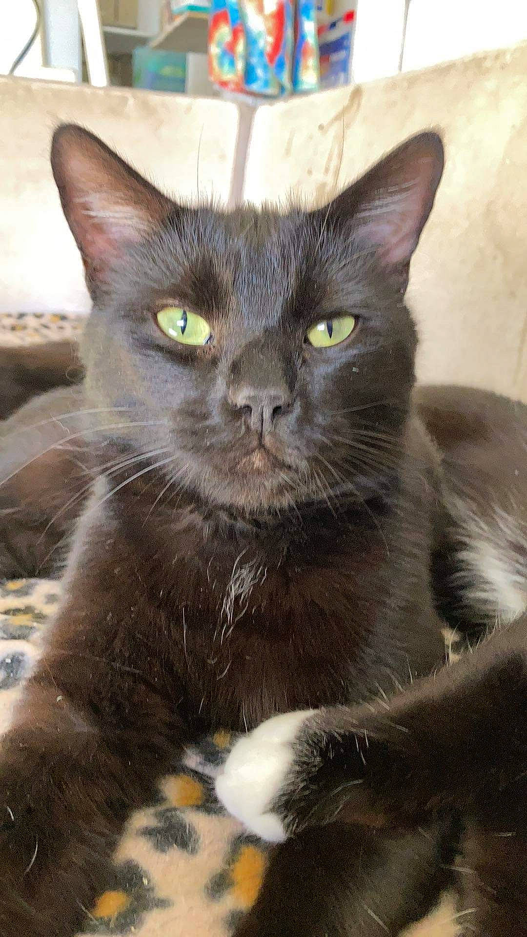 Nightcloud is registered to the contest to win money with this photo: carnivore, cat, cat_furniture, domestic_short_haired_cat, felidae, fur, pet_supply, small_to_medium_sized_cats, snout, terrestrial_animal, whiskers