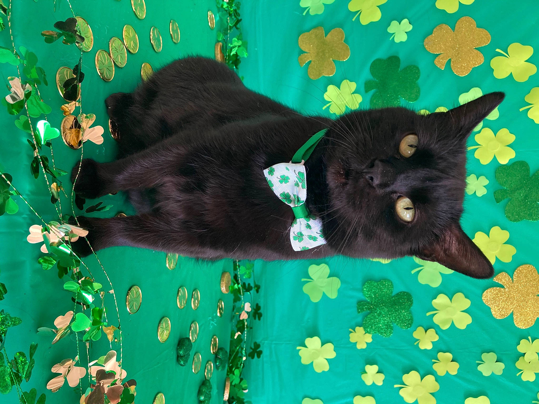 Luna is registered to the contest to win money with this photo: art, black_cat, bombay, carnivore, cat, creative_arts, fashion_accessory, felidae, fur, grass, green, organism, painting, pattern, plant, small_to_medium_sized_cats, tail, textile, vertebrate, whiskers