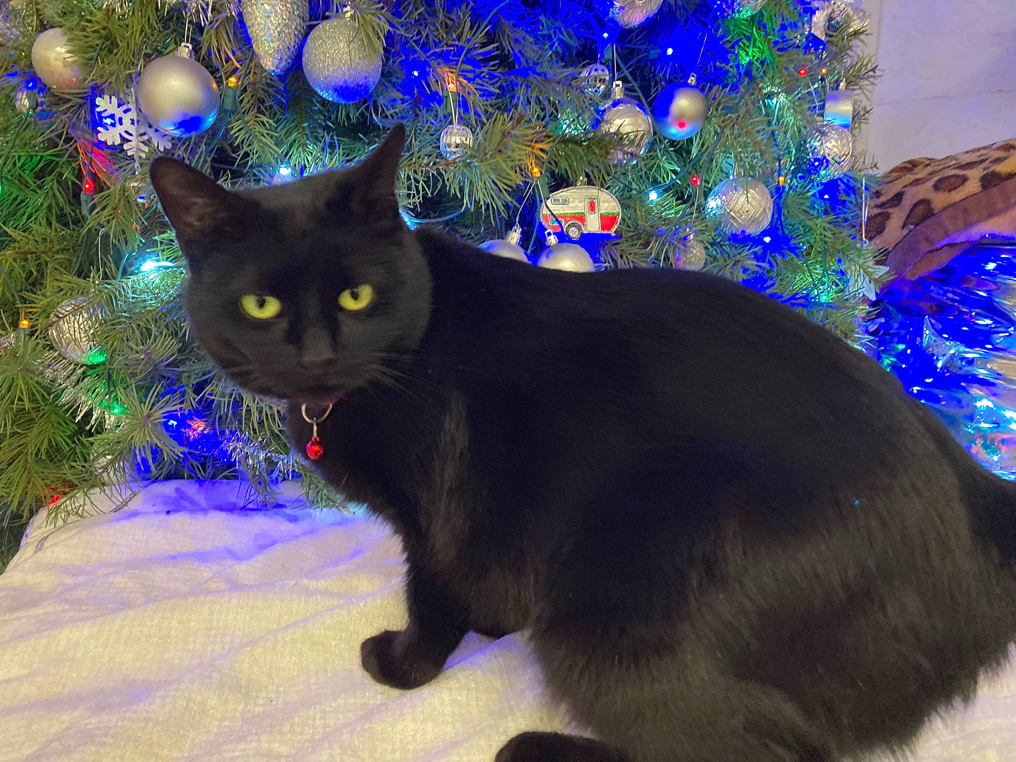 Luna is registered to the contest to win money with this photo: black, blue, bombay, carnivore, cat, christmas_decoration, christmas_ornament, christmas_tree, electric_blue, event, felidae, fur, holiday, light, plant, small_to_medium_sized_cats, snout, tail, whiskers, window