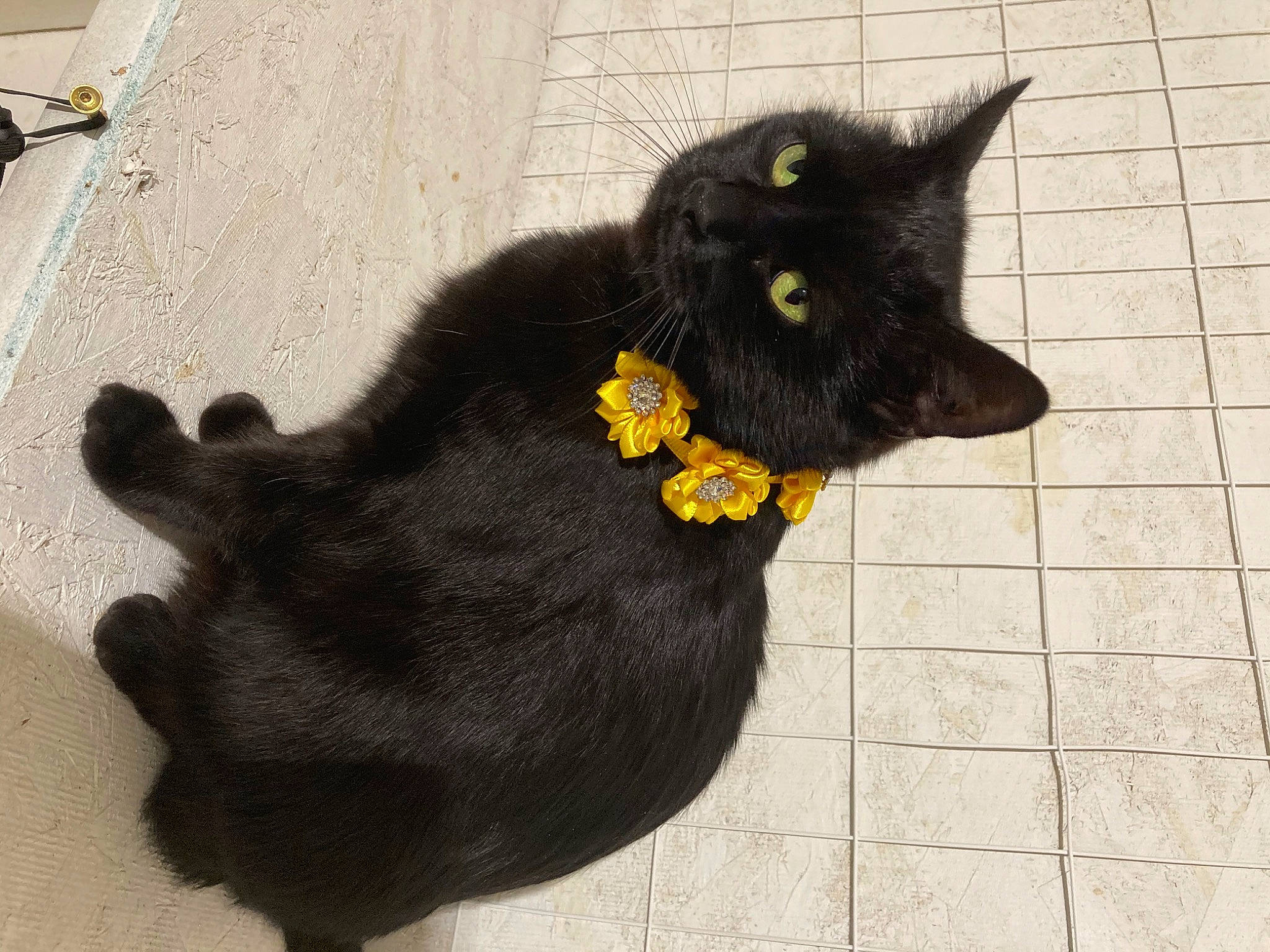 Luna joined the competition — help win amazing prizes! black_cat, bombay, carnivore, cat, eye, felidae, flooring, grey, head, human_body, leg, mammal, plant, road_surface, small_to_medium_sized_cats, snout, tail, terrestrial_animal, vertebrate, whiskers