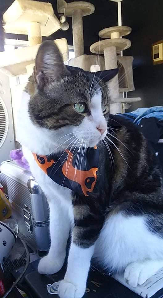 Tigerclaw joined the competition — help win amazing prizes! black_cat, carnivore, cat, claw, collar, comfort, domestic_short_haired_cat, felidae, formal_wear, fur, home_appliance, mechanical_fan, paw, sitting, small_to_medium_sized_cats, snout, tail, whiskers