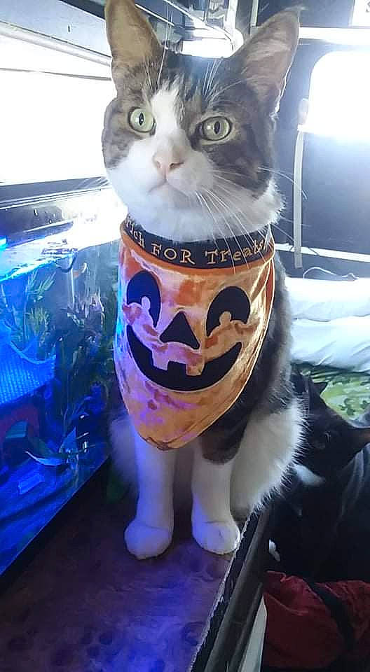 Tigerclaw joined the competition — help win amazing prizes! bag, carnivore, cat, domestic_short_haired_cat, electric_blue, eyewear, felidae, fur, light, moustache, paw, personal_protective_equipment, pet_supply, small_to_medium_sized_cats, snout, tail, toy, whiskers, window